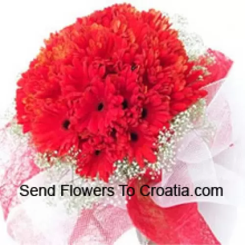一束美丽的37朵红色非洲菊，配以时令的填充物
