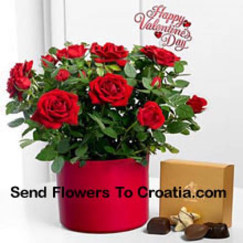 25 Red Roses with Yummy Godiva Chocolates