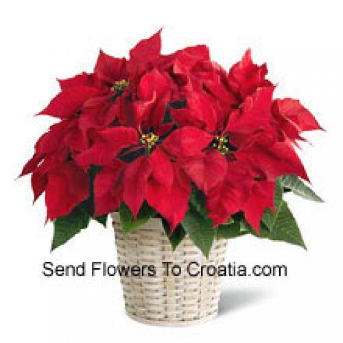 Linda Poinsettia en Cesta