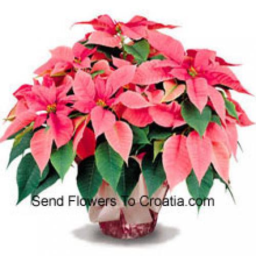 Elegantes Poinsettias con hojas